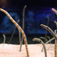 Illustration for article titled Someone please video chat with these lonely Japanese eels